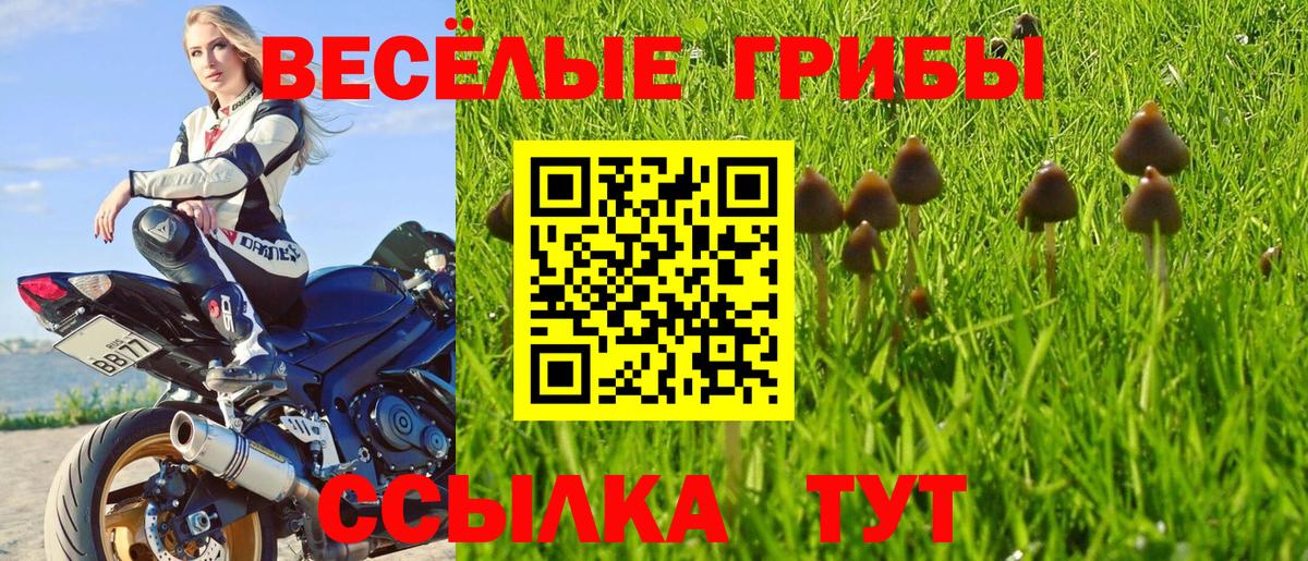 Галлюциногенные грибы Psilocybe  Вход с VPN  Каменск-Шахтинский 
